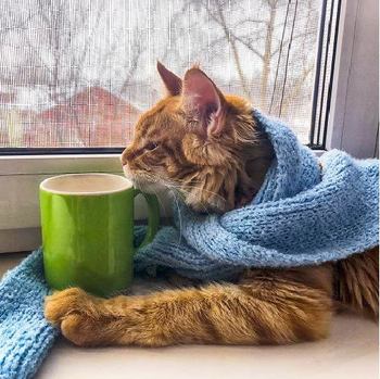 猫と安全に幸せに冬を過ごしたい！猫にオススメの防寒対策とは？