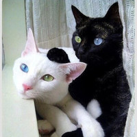 左右の目の色が違う！幸福を呼ぶ「オッドアイ猫」の真実
