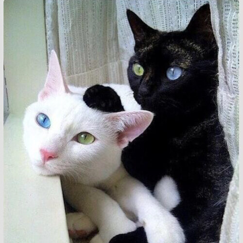 左右の目の色が違う!幸福を呼ぶ「オッドアイ猫」の真実 猫壱(ねこいち・ネコイチ)公式サイト 左右の目の色が違う!幸福を呼ぶ「オッドアイ猫」の真実 猫壱(ねこいち・ネコイチ)公式サイト