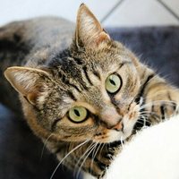 猫が大好き?爪とぎを手作りしよう！可愛いハンドメイド爪とぎ3選