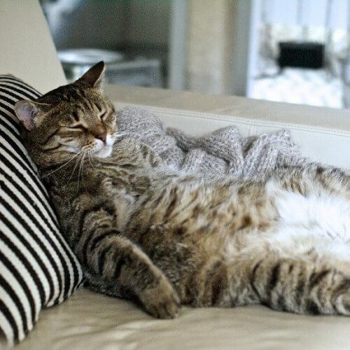 猫の肥満 冬の時期は要注意 デブ猫に多い猫の病気とは 猫壱 Necoichi 猫の肥満 冬の時期は要注意 デブ猫に多い猫の病気とは 猫壱 Necoichi