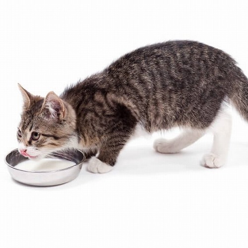 猫がドライフードを食べない時…こんな簡単な裏技があった！