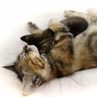 【猫の夢占い】飼い猫が死ぬ夢は実は…！？意外と当たる猫の夢占い！