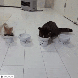 ＜猫壱＞猫用食器　脚付食器　ハッピーダイニング　脚付フードボウル 猫柄　GIFアニメ
