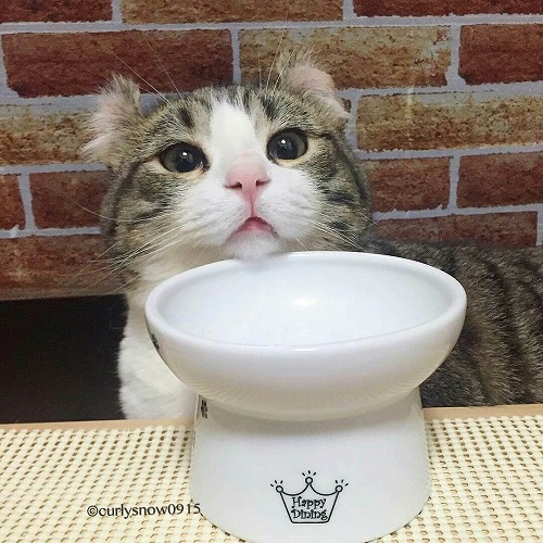 ＜猫壱＞猫用食器　脚付食器　ハッピーダイニング　脚付フードボウル 猫柄　猫ちゃんと一緒3