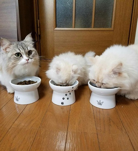 ＜猫壱＞猫用食器　脚付食器　ハッピーダイニング　脚付フードボウル 猫柄　猫ちゃんと一緒4