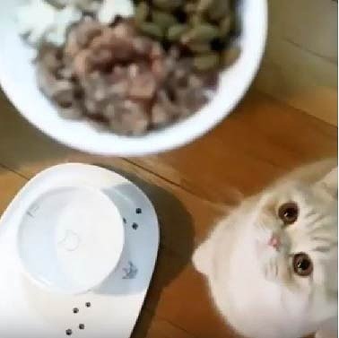 ＜猫壱＞猫用食器　脚付食器　ハッピーダイニング　脚付フードボウル 猫柄　猫ちゃんと一緒　動画4