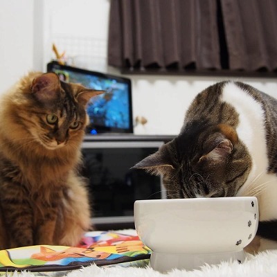 猫壱　ハッピーダイニングフードボウル、ウォーターボウル 猫壱 ハッピーダイニング 脚付ウォーターボウル FUJI