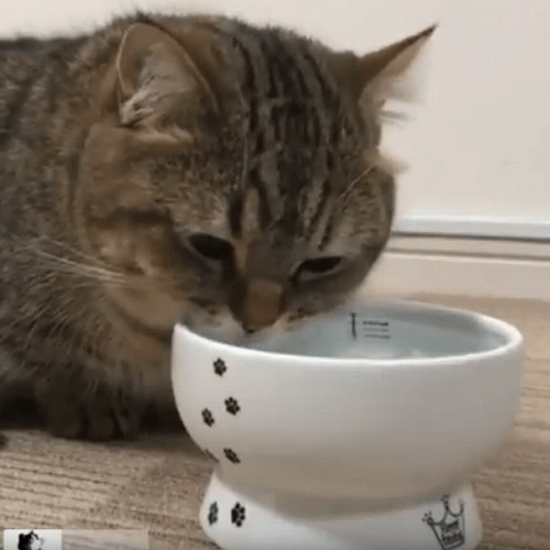 ＜猫壱＞猫用食器　脚付食器　ハッピーダイニング　脚付ウォーターボウル 猫柄　目盛付　猫ちゃんと一緒　動画1