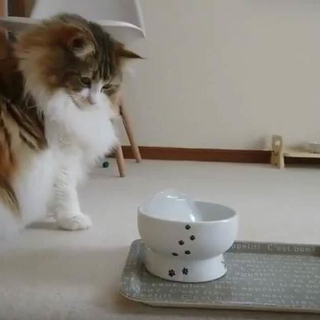 ＜猫壱＞猫用食器　脚付食器　ハッピーダイニング　脚付ウォーターボウル 猫柄　目盛付　猫ちゃんと一緒　動画3