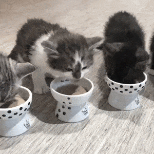 ＜猫壱＞猫用食器　脚付食器　子猫食器　ハッピーダイニング　おやつ皿 猫柄　GIFアニメ