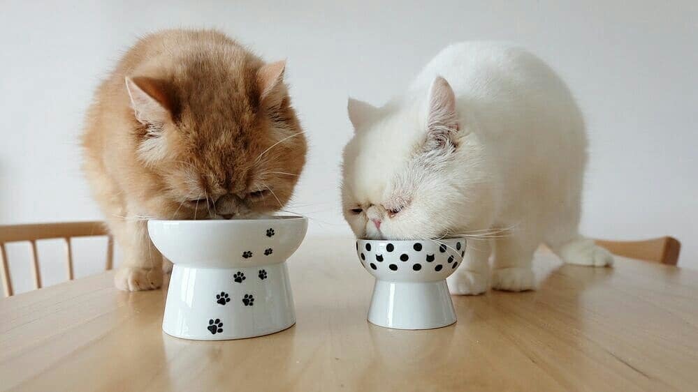 ＜猫壱＞猫用食器　脚付食器　子猫食器　ハッピーダイニング　おやつ皿 猫柄　猫ちゃんと一緒1