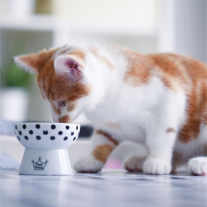 ＜猫壱＞猫用　脚付フードボウル　プチ　ハッピーダイニング　おやつ皿 猫柄　猫ちゃんと一緒3