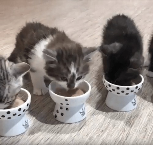 ＜猫壱＞猫用食器　脚付食器　子猫食器　ハッピーダイニング　おやつ皿 猫柄　猫ちゃんと一緒　動画1