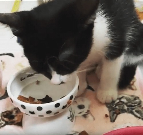 ＜猫壱＞猫用　脚付フードボウル　プチ　ハッピーダイニング　おやつ皿 猫柄　猫ちゃんと一緒　動画2