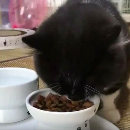 ＜猫壱＞猫用　脚付フードボウル　プチ　ハッピーダイニング　おやつ皿 猫柄　猫ちゃんと一緒　動画3