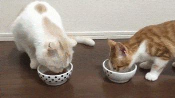 ＜猫壱＞猫用食器　かえし付き食器　ハッピーダイニング　猫用　脚なしフードボウル　猫柄　GIFアニメ