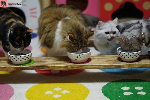 ＜猫壱＞猫用食器　かえし付き食器　ハッピーダイニング　猫用　脚なしフードボウル　猫柄　猫ちゃんと一緒3