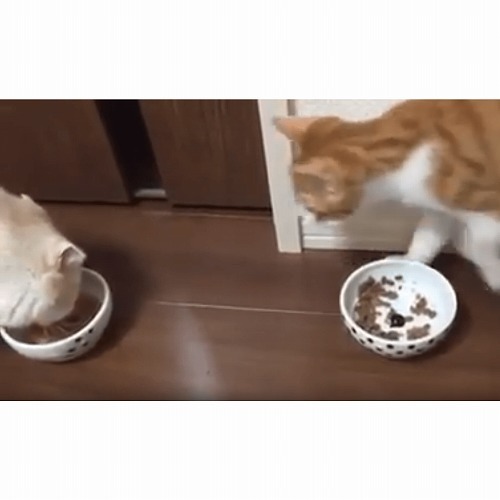 ＜猫壱＞猫用食器　かえし付き食器　ハッピーダイニング　フードボウル 猫柄　猫ちゃんと一緒　動画1