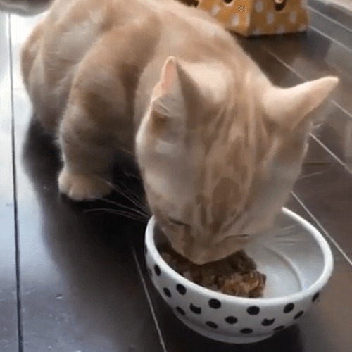 ＜猫壱＞猫用食器　かえし付き食器　ハッピーダイニング　フードボウル 猫柄　猫ちゃんと一緒　動画2