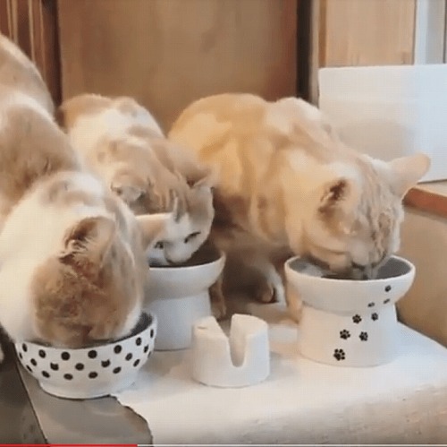 ＜猫壱＞猫用食器　かえし付き食器　ハッピーダイニング　猫用　脚なしフードボウル　猫柄　猫ちゃんと一緒4