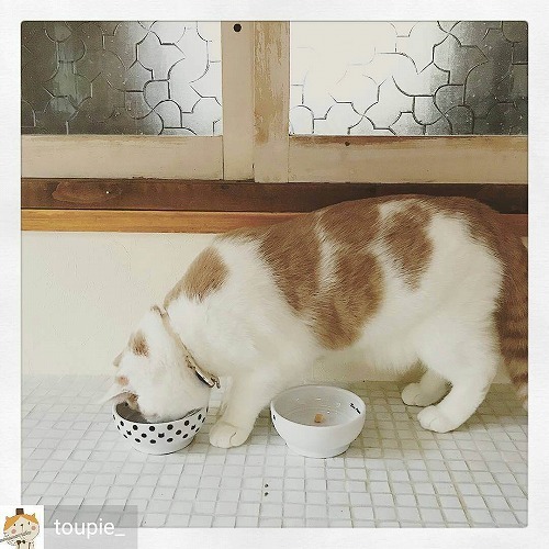 ＜猫壱＞猫用食器　かえし付き食器　ハッピーダイニング　猫用　脚なしフードボウル　水玉　猫ちゃんと一緒1