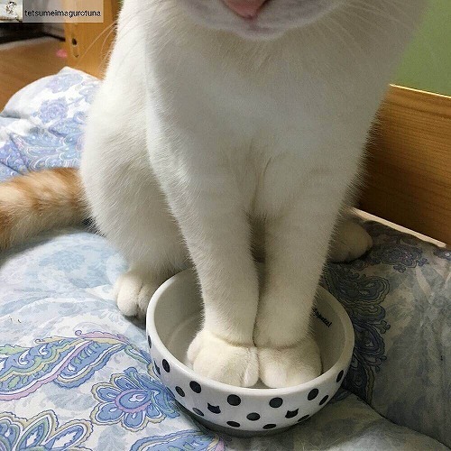 ＜猫壱＞猫用食器　かえし付き食器　ハッピーダイニング　猫用　脚なしフードボウル　水玉　猫ちゃんと一緒2