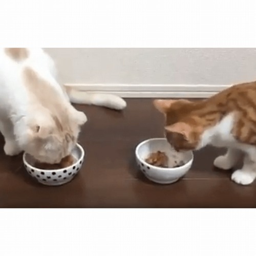 ＜猫壱＞猫用食器　かえし付き食器　ハッピーダイニング　猫用　脚なしフードボウル　水玉　猫ちゃんと一緒　動画2