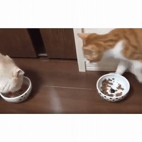 ＜猫壱＞猫用食器　かえし付き食器　ハッピーダイニング　猫用　脚なしフードボウル　水玉　猫ちゃんと一緒　動画4