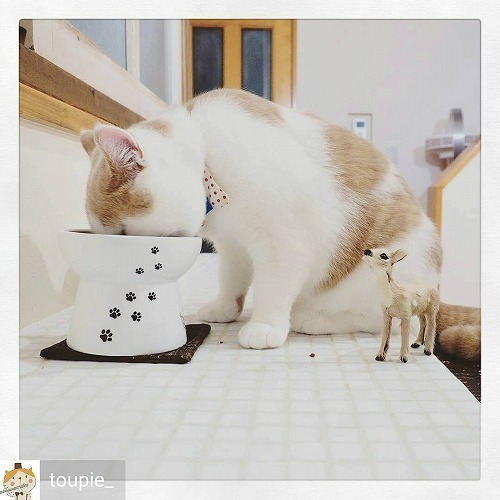 ＜猫壱＞猫用食器　脚付食器　ハッピーダイニング　脚付フードボウル L　猫ちゃんと一緒3