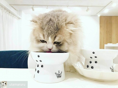 ＜猫壱＞猫用食器　脚付食器　ハッピーダイニング　脚付フードボウル L　猫ちゃんと一緒4