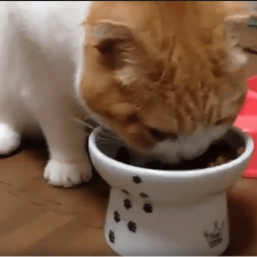 ＜猫壱＞猫用食器　脚付食器　ハッピーダイニング　脚付フードボウル L　猫ちゃんと一緒　動画3