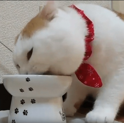 ＜猫壱＞猫用食器　脚付食器　ハッピーダイニング　脚付フードボウル L　猫ちゃんと一緒　動画4