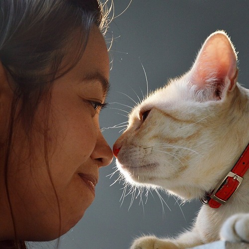 猫は浮気者？複数の飼い主を上手に使い分けているらしい…（泣）