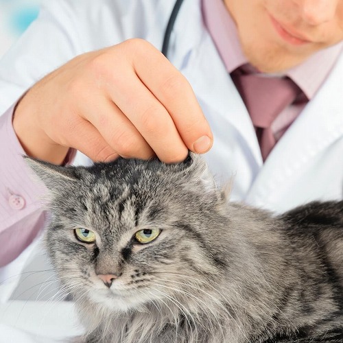 「猫の咳」そのケホケホ、は病気？それとも…猫が咳をした場合の対処法