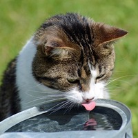 猫は本当に猫舌なの？意外と知らない猫の【舌】の秘密?