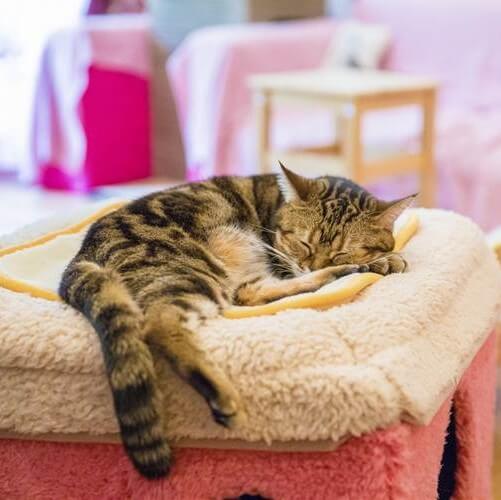 猫にヒーターは危険かも？猫の体質を知っておこう！