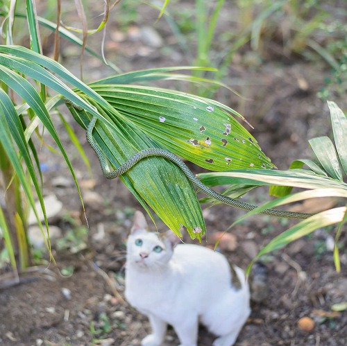 猫が蛇をリスペクト？あまり語られない猫の不都合な真実とは