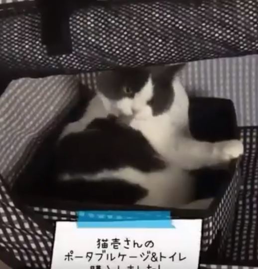 ＜猫壱＞猫用ケージ　折りたたみケージ　防災グッズ　ポータブルケージ　猫ちゃんと一緒　動画1