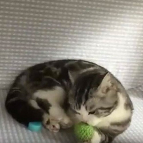 ＜猫壱＞猫用ケージ　折りたたみケージ　防災グッズ　ポータブルケージ　猫ちゃんと一緒　動画4