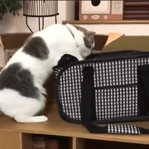 ＜猫壱＞猫用キャリー　折りたたみキャリー　ポータブルキャリー 猫ちゃんと一緒　動画2