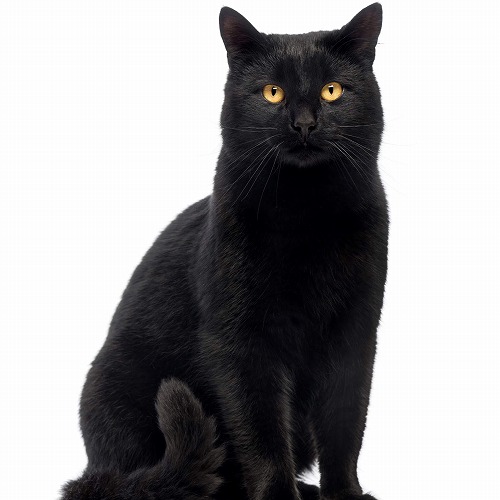 黒猫ちゃんは特に要注意 猫のメラノーマについて知っておこう 猫壱 Necoichi