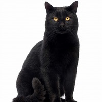 黒猫ちゃんは特に要注意！猫のメラノーマについて知っておこう