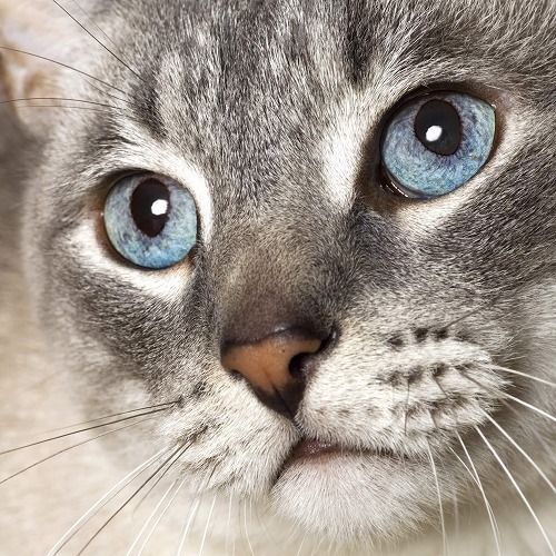 ネコの目やに☆「白い目やに」と「黒い目やに」があるけどそれはどう違うの？