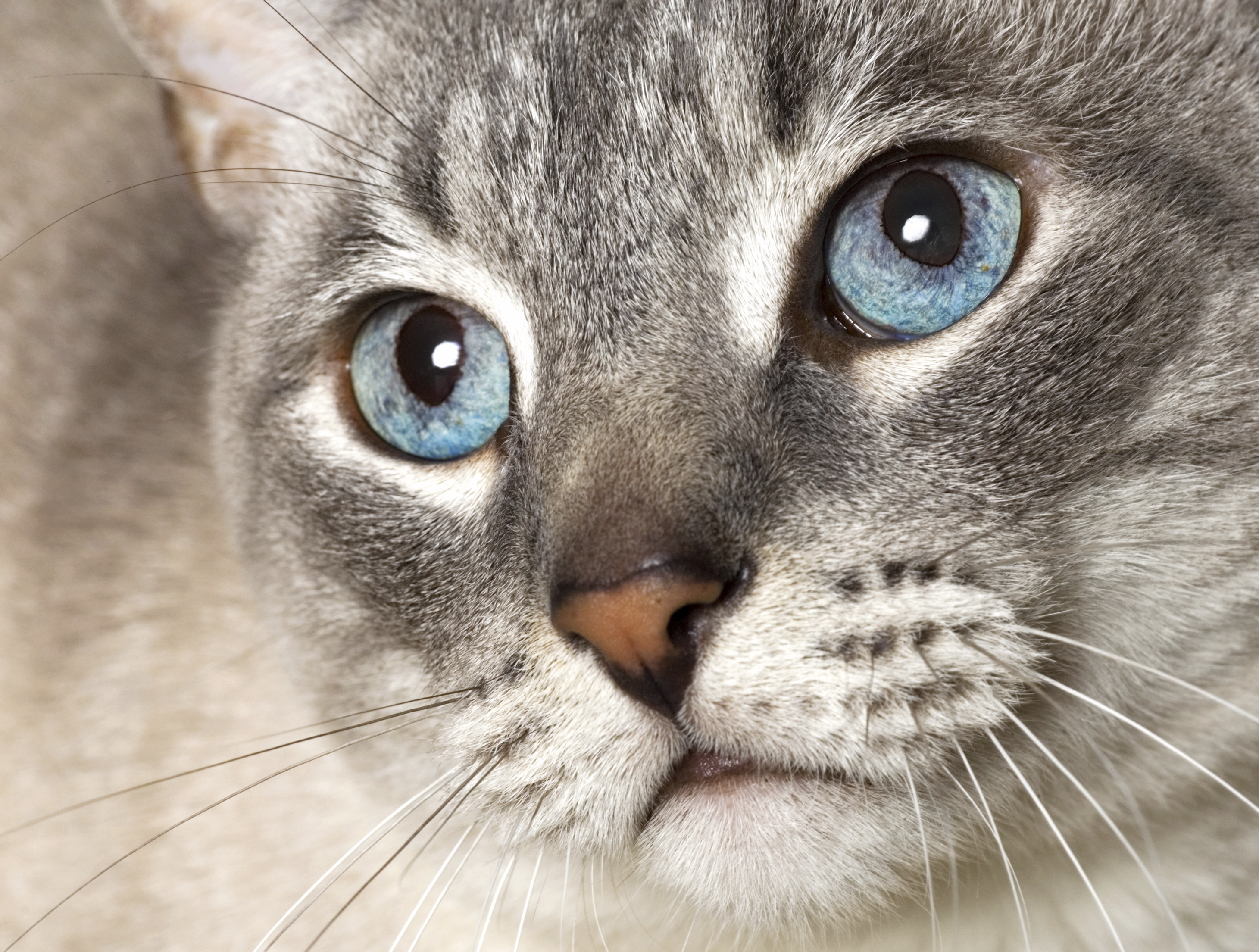 ネコの目やに 白い目やに と 黒い目やに があるけどそれはどう違うの 猫壱 Necoichi
