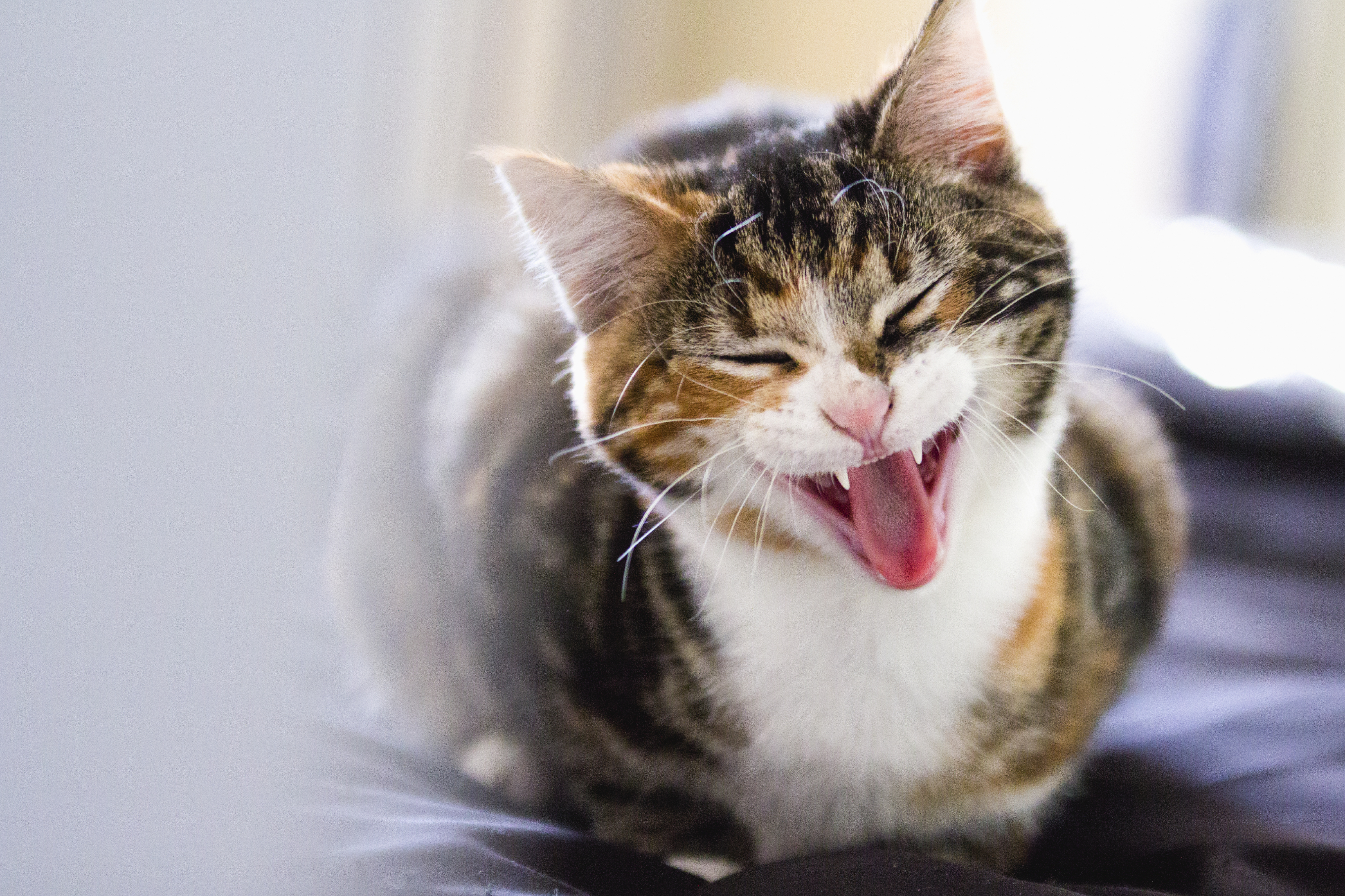 猫の夜泣きは病気のサイン 高齢猫に多い夜泣きの対処法とは 猫壱 Necoichi