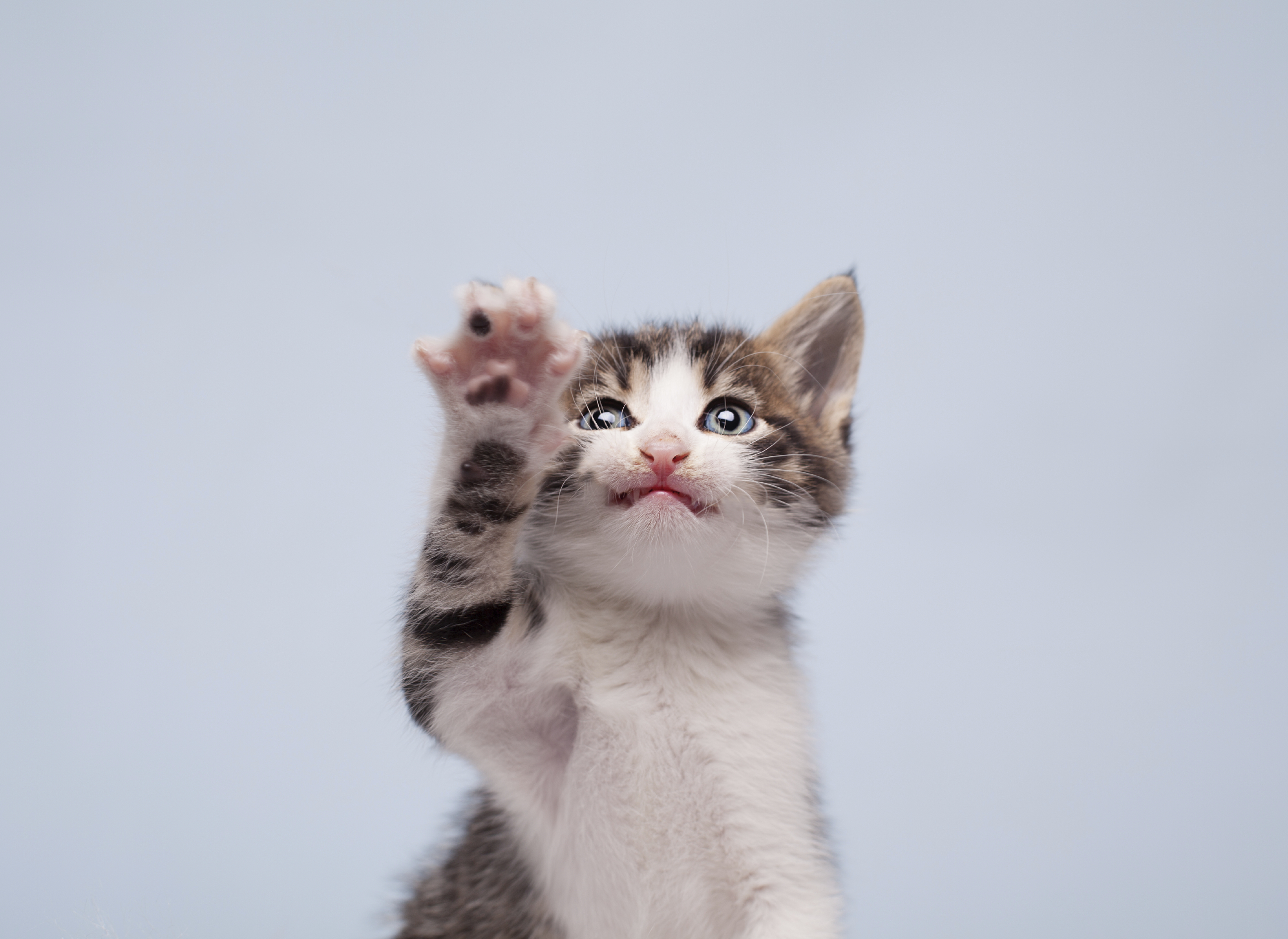 猫パンチは の証し 猫が猫パンチをする時の気持ちとは 猫壱 Necoichi