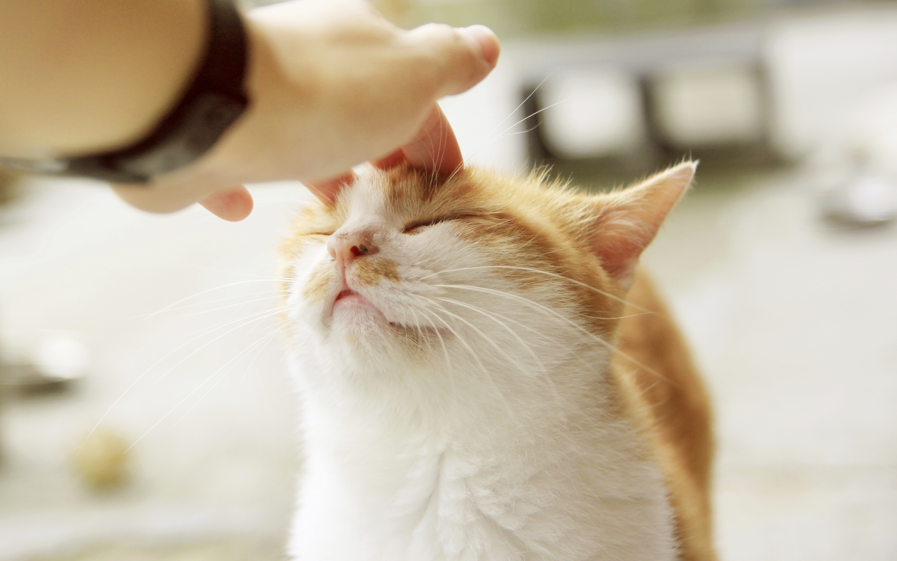 猫咪咬人挠人的原因和解决训练方法 - 知乎