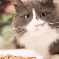 『美味しいにゃ♥』食の細い猫でも食べやすい♪ご飯のあげ方とは