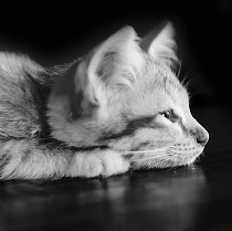 猫は死ぬ時は姿を消す…。理由は死期が近づいたからではない5つの真実